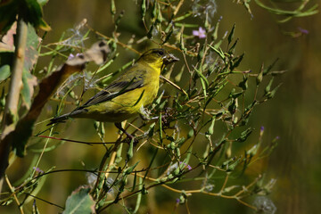 a hybrid version of the western tanager