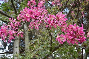 Pink Flowering Silk Floss Tree