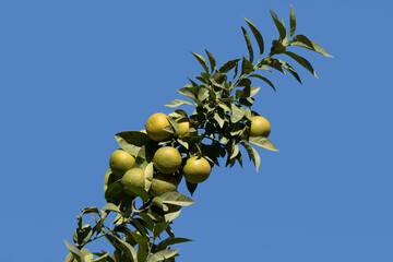 Fruits of on a bitter orange (Citrus x aurantium) branch.