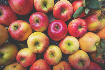 Harvest of red organic apples