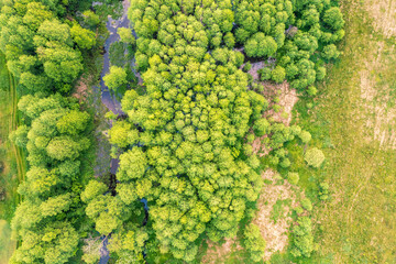 Top view of the creek and grove in spring. Nature background