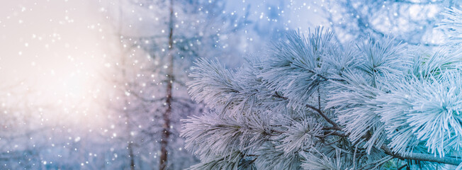 Winter panoramic scenery with snowy pine branches. Frozen tree branches in winter forest