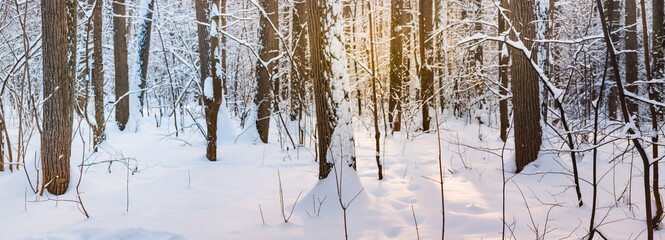 Beautiful panoramic scenery with winter forest and sun. Winter landscape with snowy trees