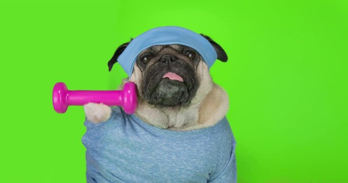 Funny cute pug dog do fitness, workout, gym. Dumbbell in the paw, doing dumbbells exercise. Dog lifting weight to training biceps. Funny dog sport concept. Cute face. Green screen