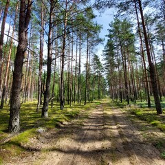 path in the forest