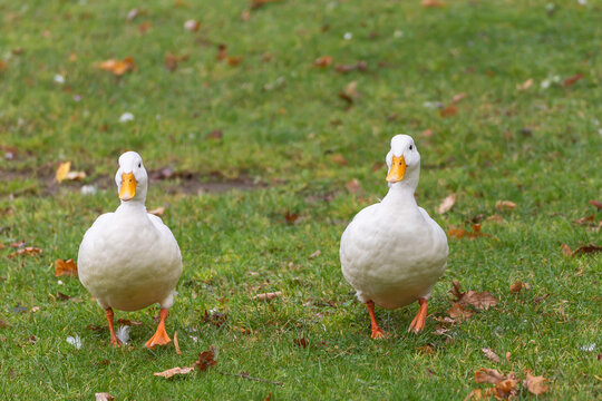 Cute Domesticated Drake White Call Ducks (Anas Platyrhynchos) on green grass