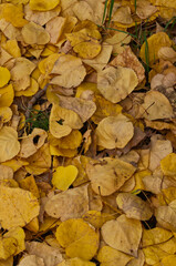 Autumn Leaves on the Ground