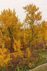 An Autumn Forest on a Cloudy Day