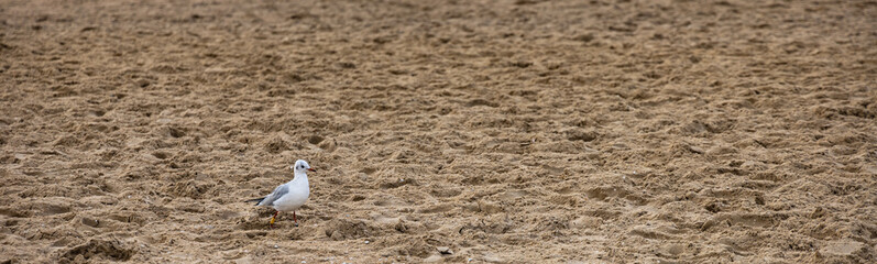 Small white seagull walking on sandy beach