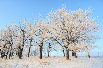 Frosty trees against the blue sky.