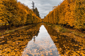 Small narrow long pond full of autumn leaves reflecting sky and high autumn trees on both sides