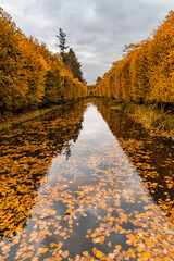 Small narrow long pond full of autumn leaves reflecting sky and high autumn trees on both sides