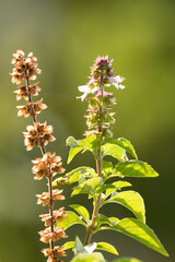 Seeds and flower of great basil (Ocimum basilicum)