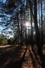 Sun, pine forest in autumn. Pine forest. Sunlight through the trees
