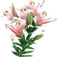 light pink lilly with five fine blooms on white