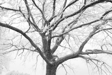 A close-up of the textured branches of a tree covered with hoarfrost. Snow-covered tree in the fog. Natural background