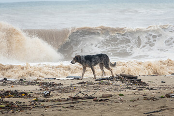 A lonely dog is walking along the coast of the sea