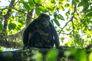 Black female monkey with a baby sitting on a tree