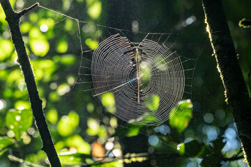 Spider web, spider net and pattern in a sunny morning in a forest