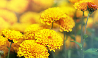 Bush of orange chrysanthemums. Side view