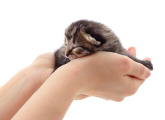 Little gray kitten on the hands.
