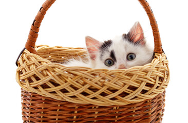 Little white kitten in the basket.