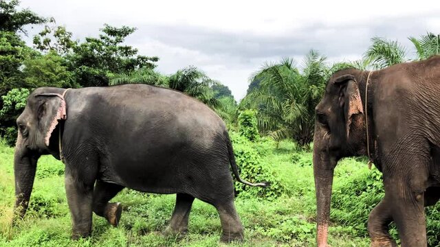 Elephants Walking 
