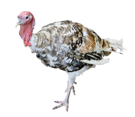 young turkey male on white