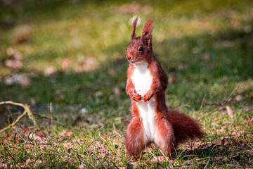 squirrel in the park