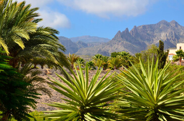 Fototapeta na wymiar Beautiful view with tropical plants in Torviscas Alto,Tenerife,Canary Islands,Spain.Yucca, Flamboyant and palm trees in the foreground.