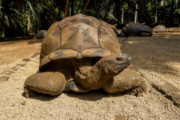 A giant Mauritius turtle, Mauritius islands, South Africa. High quality photo