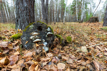 Obraz premium An old sawed-down trunk of a tree at the end of which mushrooms have grown, it is covered with moss.