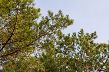 Bright green mountain pine needles against the blue sky.