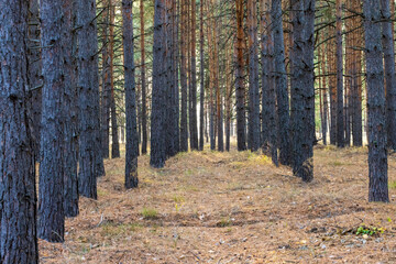 Pine forest planting. Smooth rows of pine trunks.