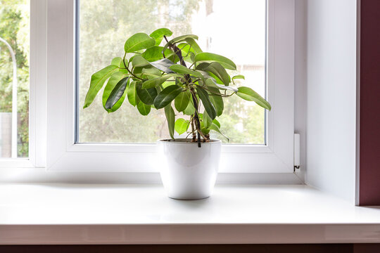 Green house plant in a white pot on windowsill at home, space for text