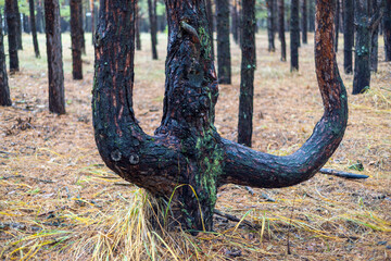 A strange trunk of a deformed pine tree in the autumn forest.