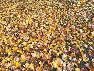 Feuilles d’automne
