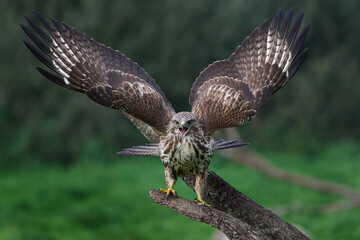 Common buzzard (Buteo buteo)