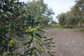 olive tree in the field