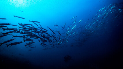 Fototapeta na wymiar Fotografía submarina en la Reserva de Islas Hormigas, en Cabo de Palos, Murcia, España.
