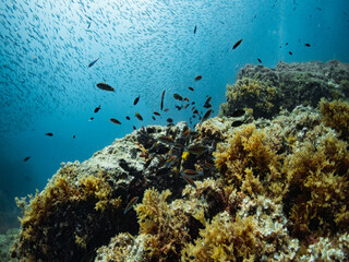 Fototapeta na wymiar Fotografía submarina en la Reserva de Islas Hormigas, en Cabo de Palos, Murcia, España.