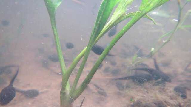 Dutzende Kaulquappen im See