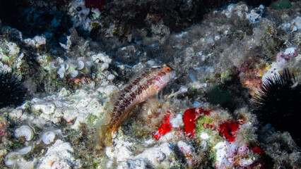 Fotografía submarina en la Reserva de Islas Hormigas, en Cabo de Palos, Murcia, España.