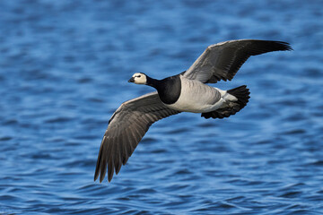 Barnacle goose (Branta leucopsis)