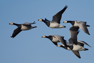 Barnacle geese (Branta leucopsis)