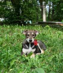tricolor homeless puppy with a bow in the grass