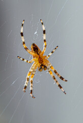 Crusader spider standing in the middle of a spider web - macro shot