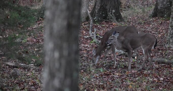 Two whitetail deer does feeding and browsing in a mixed woodland