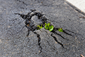 A young green sprout makes its way through the asphalt concrete. The concept of overcoming difficulties, the concept of growth and success. Nature versus human action. Selected focus