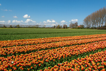Tulips bulbs production in Netherlands, colorful spring fields with blossoming tulip flowers